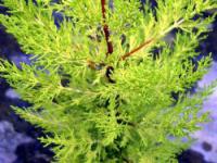 Cupressus macrocarpa 'Goldcrest' - Monterey Cypress