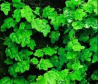 Ficus pumila 'Quercifolia' - Creeping Fig