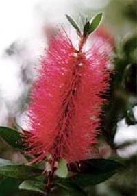 Callistemon citrinus - Lemon Bottlebrush Callistemon citrinus - Lemon Bottlebrush