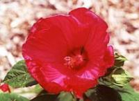 Hibiscus moscheutos 'Disco Belle Red' - Hardy Hibiscus