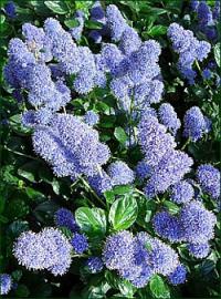 Ceanothus thyrsiflorus var.repens - creeping blueblossom