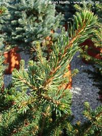 Picea abies 'Wills Zwerg' - dwarf Norway spruce