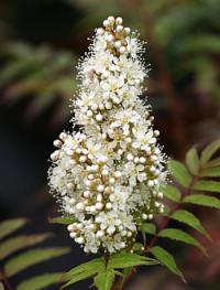 Sorbaria sorbifolia 'Sem' - false spirea