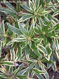 Rhododendron ponticum 'Variegatum' - rhododendron