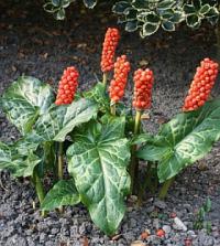 Arum italicum - lords and ladies
