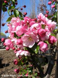 Malus 'Van Eseltine' - crab apple