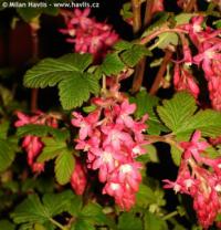 Ribes sanguineum 'King Edward VII' - flowering curran