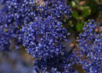 Ceanothus x 'Blue Sapphire' - blueblossom