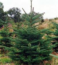 Abies procera - Noble Fir