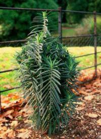 Euphorbia lathyris - moleplant