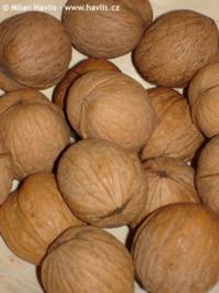 Juglans regia - common walnut