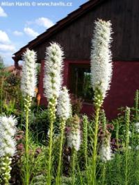 Liatris spicata 'Floristan white' - blazing star, gayfeather