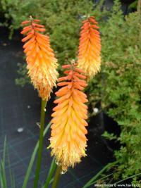 Kniphofia 'Alcazar' - red hot poker, torch lily
