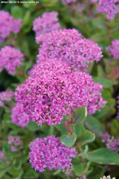 Sedum telephium 'Little Red' - rozchodník nachový Sedum telephium 'Little Red' - rozchodník nachový