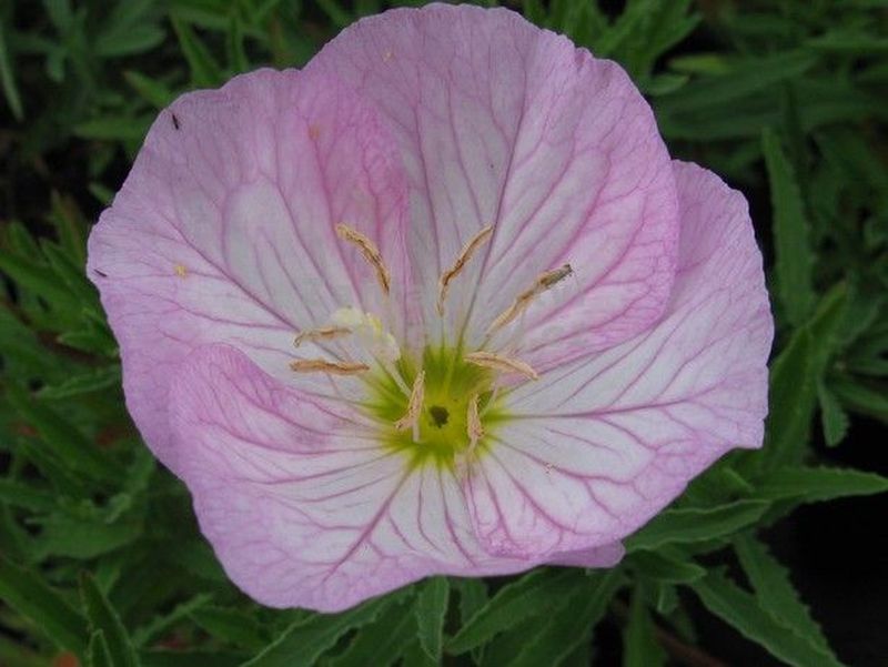 Oenothera speciosa 'Siskiyou Pink' - pupalka