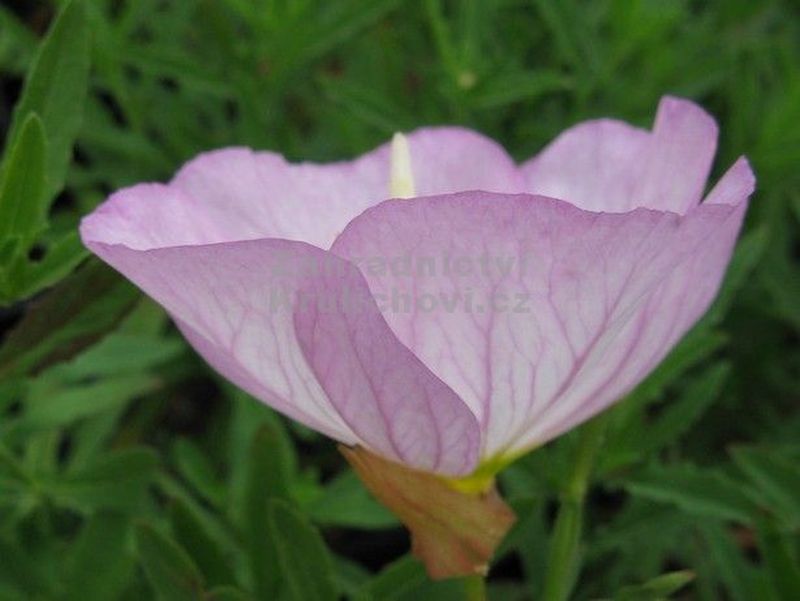 Oenothera speciosa 'Siskiyou Pink' - pupalka