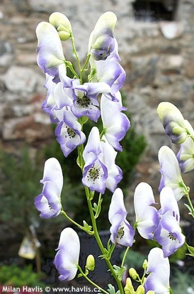 Aconitum carmichaelii 'Cloudy' - oměj Carmichaelův