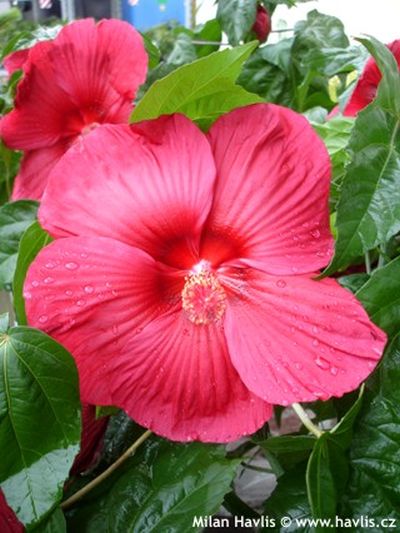 Hibiscus x 'Oak Red' - ibišek bahenní