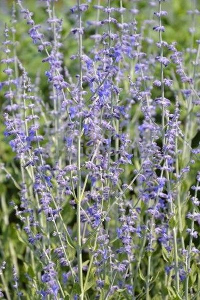 Perovskia atriplicifolia 'Little Spire'® - perovskie lebedolistá Perovskia atriplicifolia 'Little Spire'® - perovskie lebedolistá