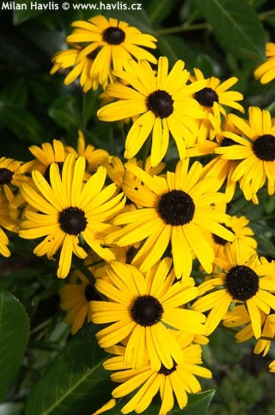 Rudbeckia fulgida 'Viette's Little Suzie' - rudbékie Rudbeckia fulgida 'Viette's Little Suzie' - rudbékie
