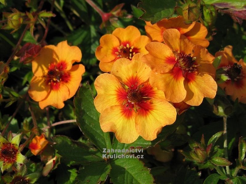 Potentilla x tonguei - mochna