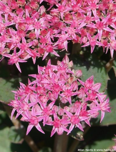 Sedum telephium 'Munstead Dark Red' - rozchodník nachový