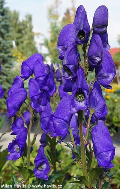 Aconitum carmichaelii 'Arendsii' - oměj Carmichaelův
