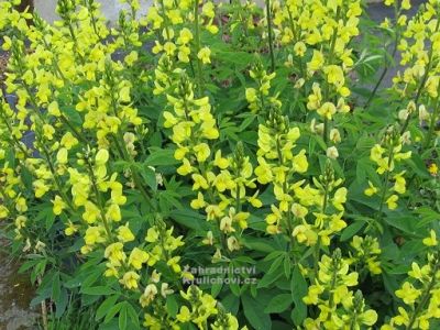 Thermopsis chinensis - vlčinec čínský