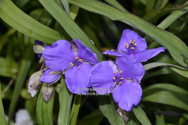 Tradescantia x andersoniana 'Good Luck' - poděnka, voděnka