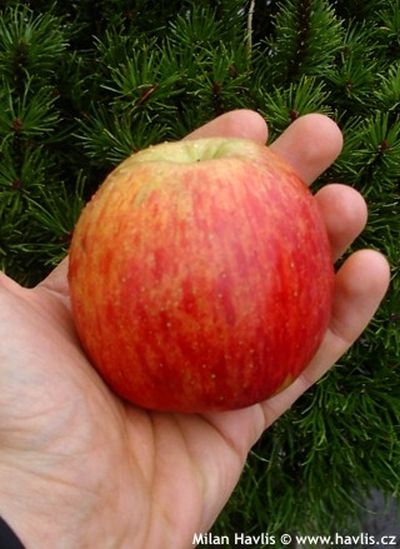 Malus domestica 'Reine des Reinettes' - jabloň