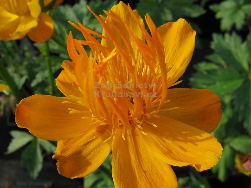 Trollius chinensis 'Golden Queen' - úpolín