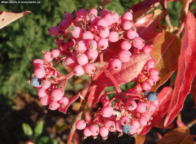 Viburnum nudum 'Pink Beauty' - kalina nahá