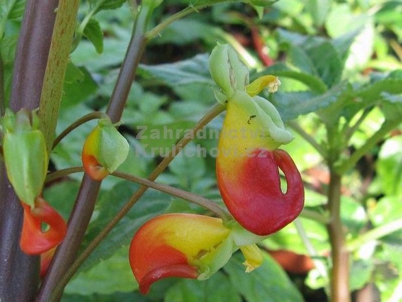 Impatiens niamniamensis - netýkavka konžská, papoušek