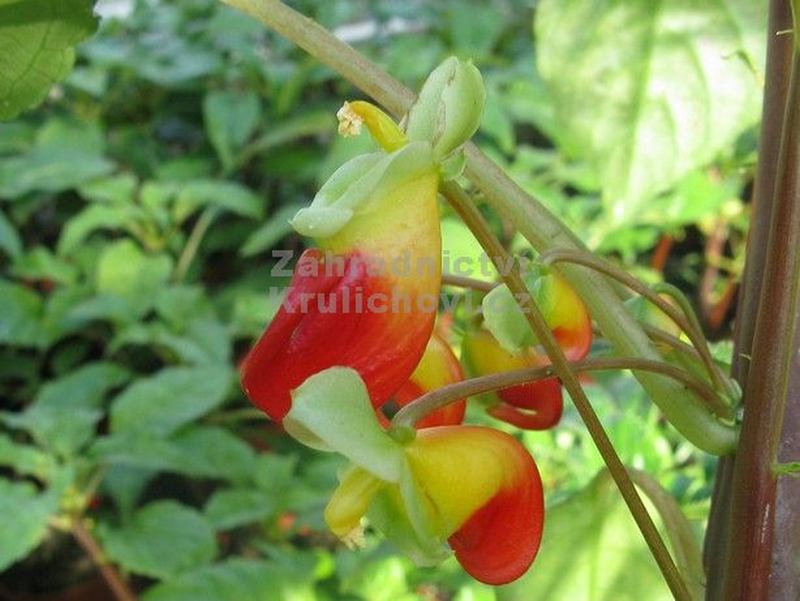Impatiens niamniamensis - netýkavka konžská, papoušek