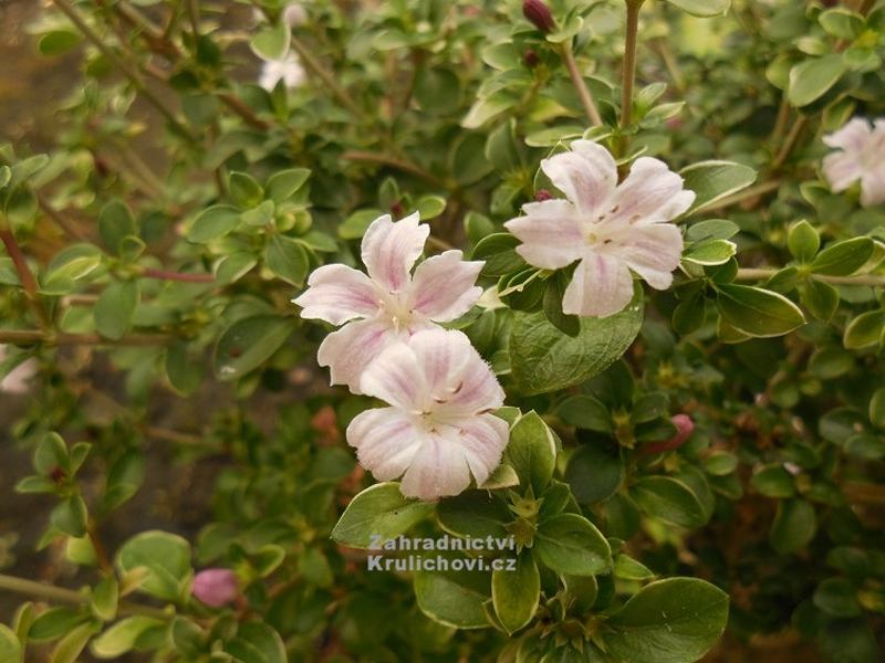 Serissa foetida Rosea - strom tisíce hvězd Serissa foetida Rosea - strom tisíce hvězd