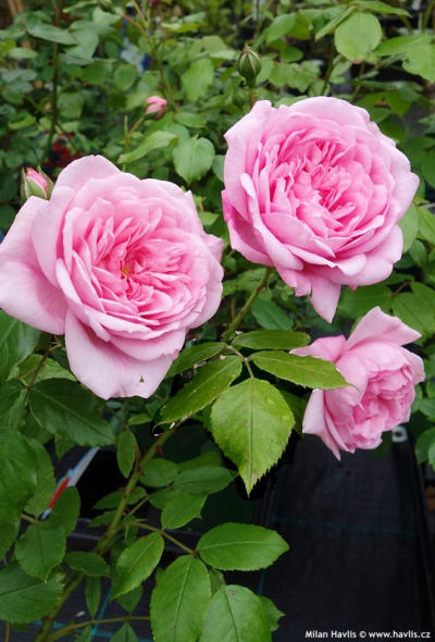 Rosa 'Sweet Laguna' - růže popínavá