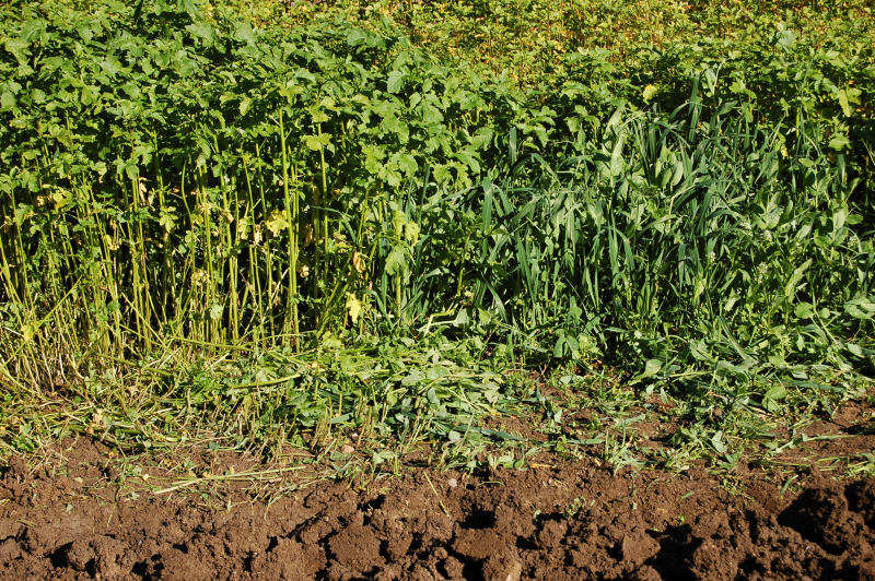 Pěstování zeleniny - začínáme: Zarýpávání zeleného hnojení