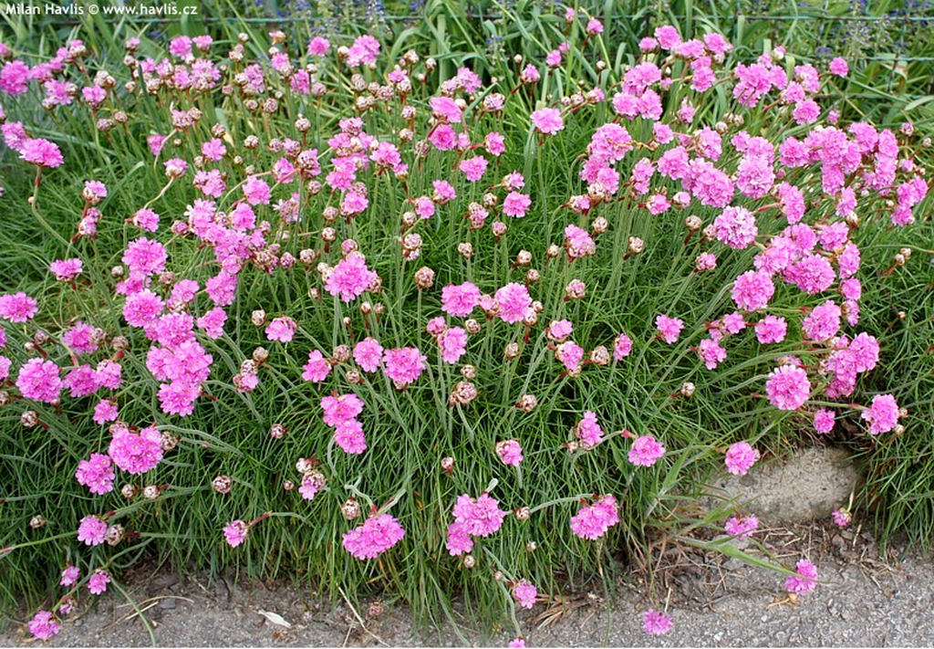Armeria maritima 'Armada™ Rose' - trávnička přímořská
