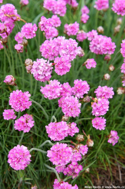 Armeria maritima 'Armada™ Rose' - trávnička přímořská