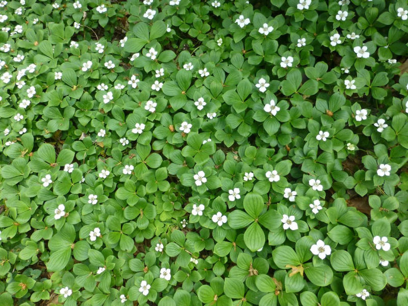 Dříny a svídy: Svída kanadská - Cornus canadensis