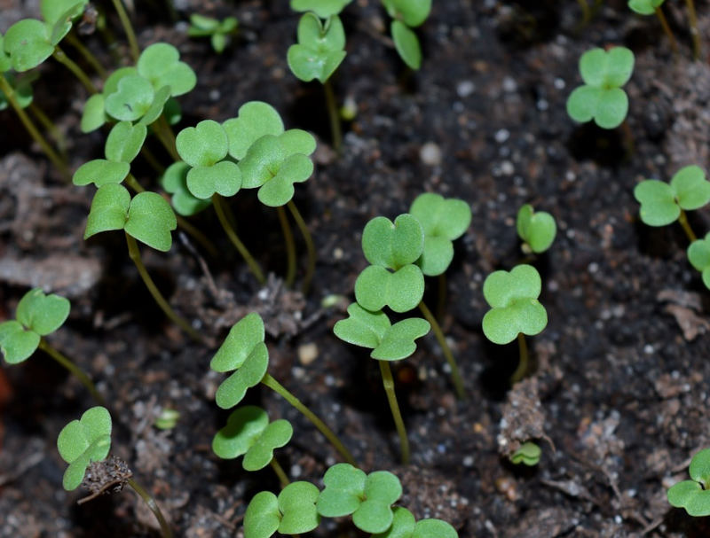 Jednocení naklíčených rostlin (PIXABAY) Jednocení naklíčených rostlin (PIXABAY)