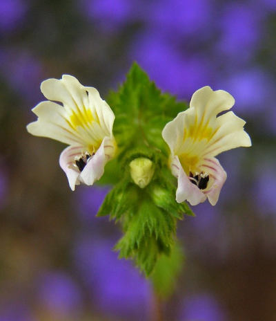 Léčivé rostliny pro oči: světlík lékařský (PIXABAY)