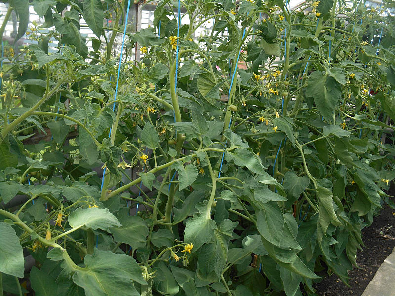 Odrůdy tyčkových rajčat: Tornádo F1 