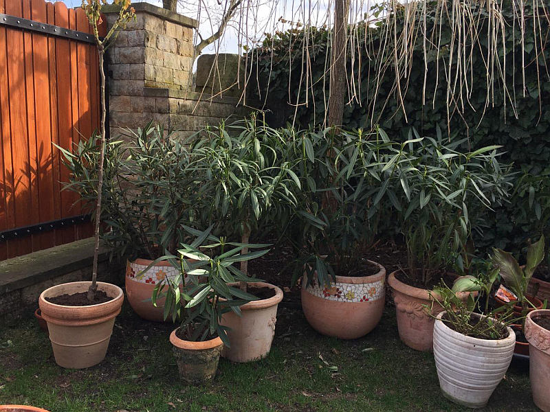 Stěhování přenosných rostlin