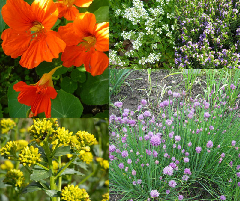 Pikantní rostliny: bylinky