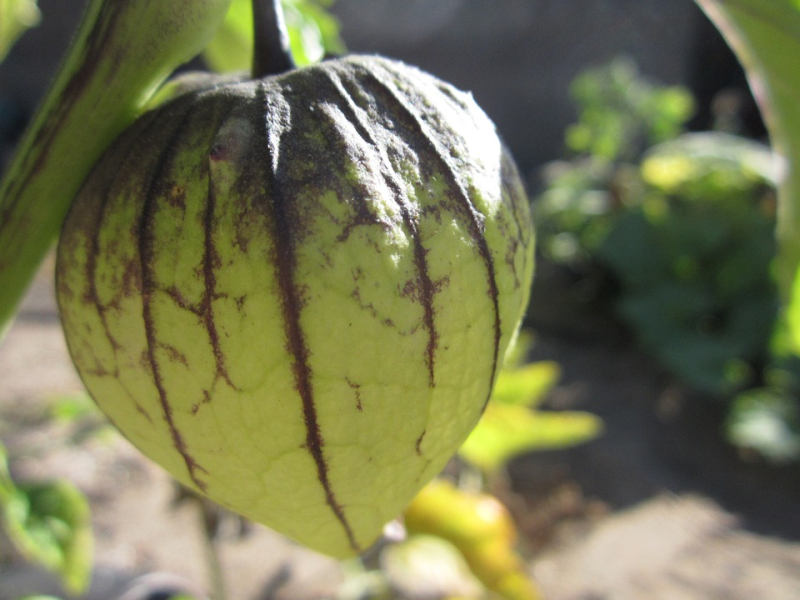 Physalis philadelphica - mochyně dužnoplodá (PIXABAY) Physalis philadelphica - mochyně dužnoplodá (PIXABAY)