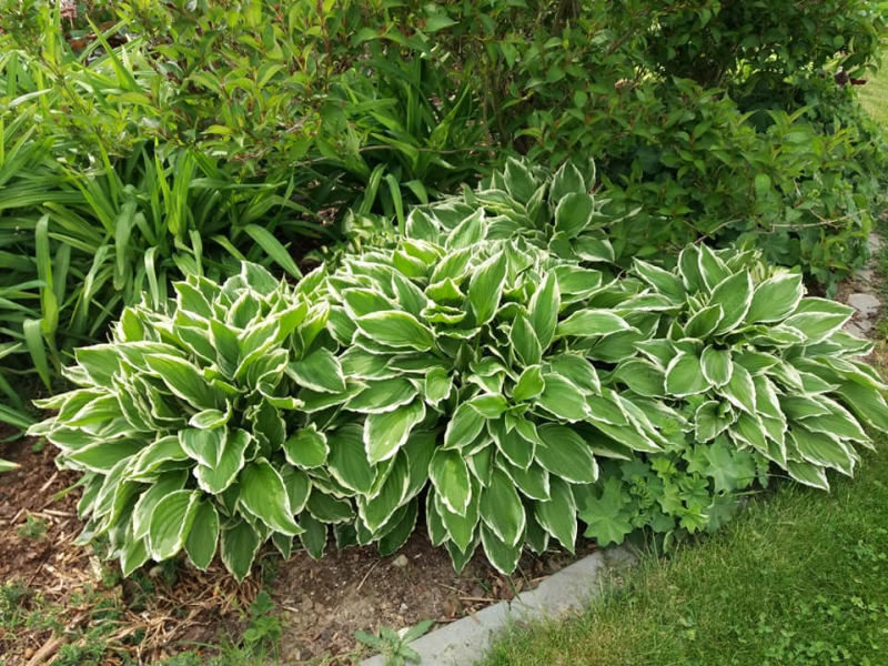 Bohyška - tipy na pěstování