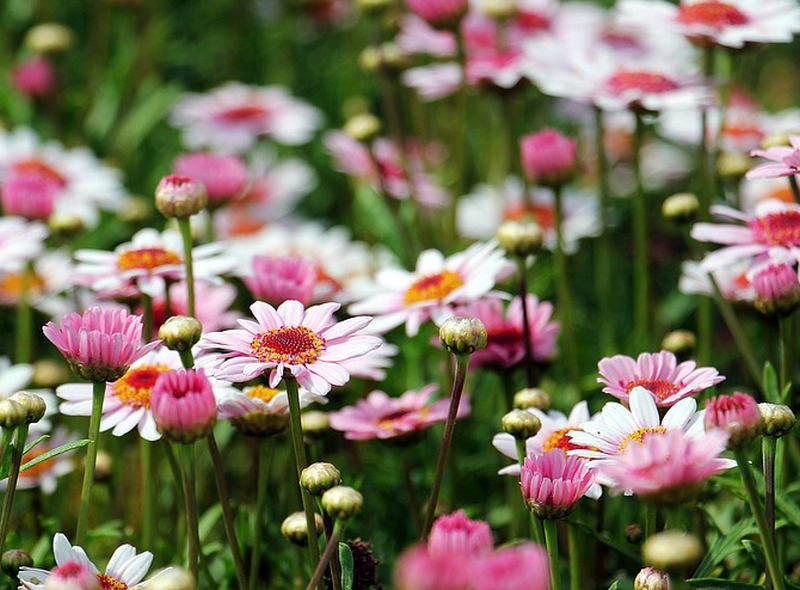 Argyranthemum frutescens - kopretinovec dřevitý (PIXABAY)