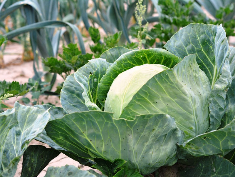 Střídání zeleniny (PIXABAY)