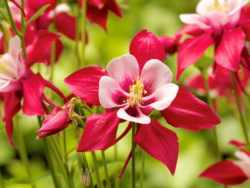 Aquilegia - orlíček (PIXABAY)